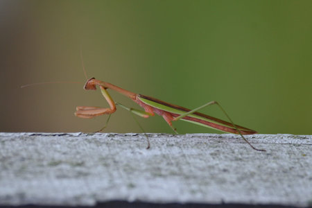 A Praying Mantis on the side of a wooden shed looking away