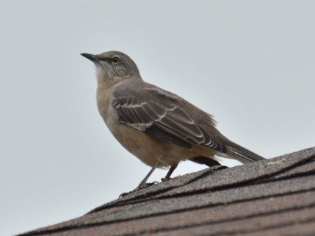 Mocking Bird perched on the roof of a wood shed