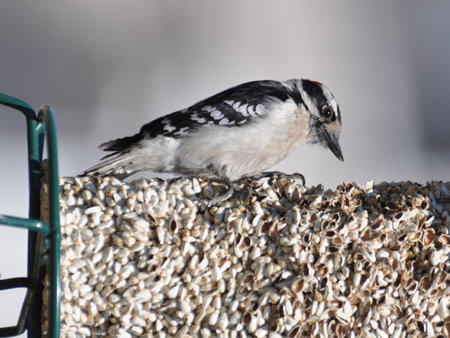 Downey Woodpecker on bird feederの写真素材