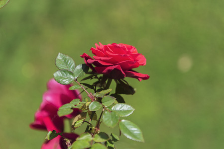 red rouse with green backgroundの写真素材