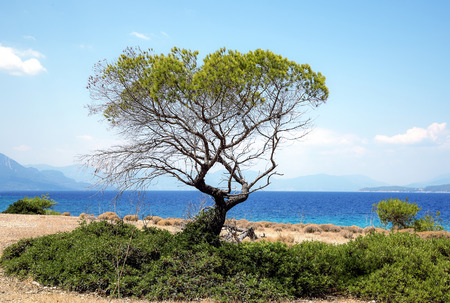 green pine tree on the background of the seaの写真素材