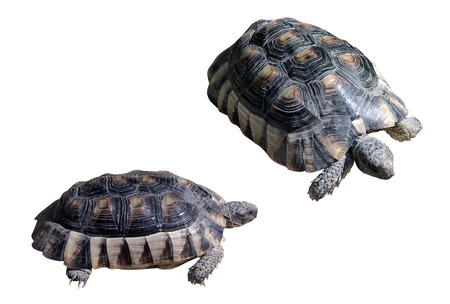 two brown turtle on a white backgroundの写真素材