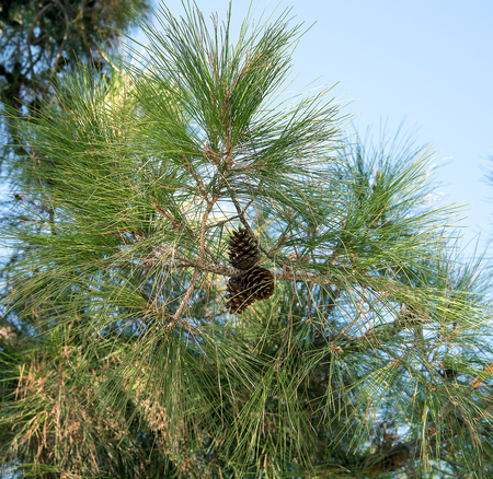 two pine cones on a branch and blue skyの写真素材