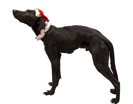 dog Santa black with white backgroundの写真素材