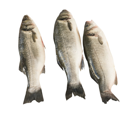 sea bass isolated on white backgroundの写真素材