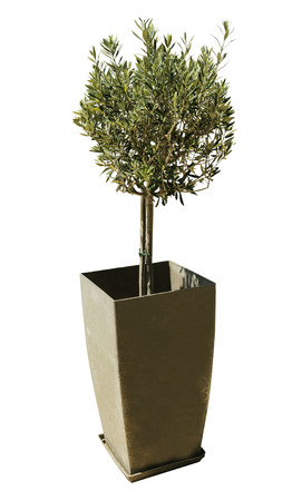 olive tree in a pot isolated on a white backgroundの写真素材
