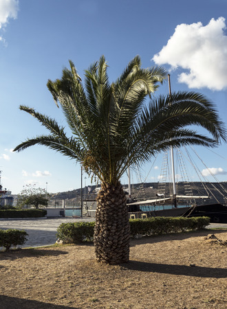 green palm tree on the beach in summerの写真素材
