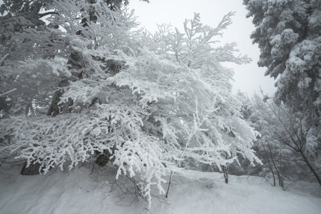 winter forest - close-up of a big Christmas tree in the snowの写真素材
