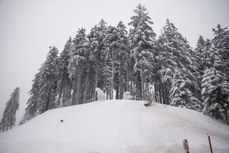 the edge of the winter snowy coniferous big forestの写真素材