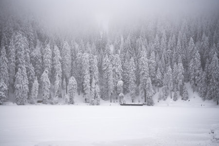panorama winter coniferous big forest in decemberの写真素材