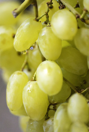light big grapes vertical photo close-up