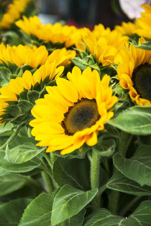 Big sunlight in aa bouquet with a sunflowerの写真素材