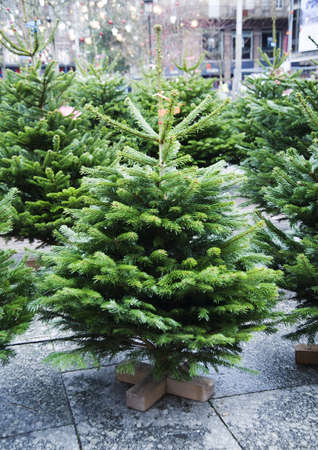 one green Christmas tree without toys on a stand stands on the streetの写真素材