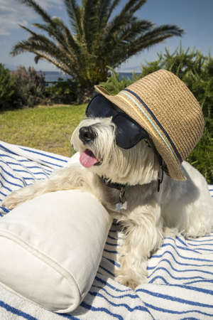 white West Highland terrier with glasses on vacation against the backdrop of palm treesの写真素材