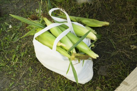 Serving table with chairs standing in the shadeの写真素材
