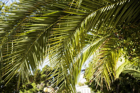 green palm leaves falling downの写真素材