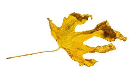 autumn yellow leaf isolated on white backgroundの写真素材