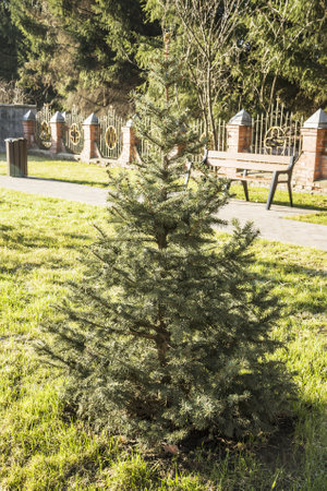 green fir tree on green grass in the parkの写真素材