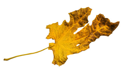 yellow brown autumn leaf isolated on white backgroundの写真素材
