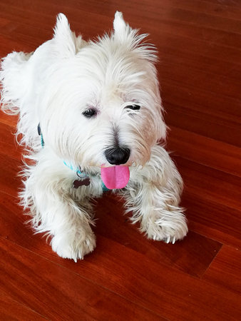 West Highland Terrier lying on the parquet floor
