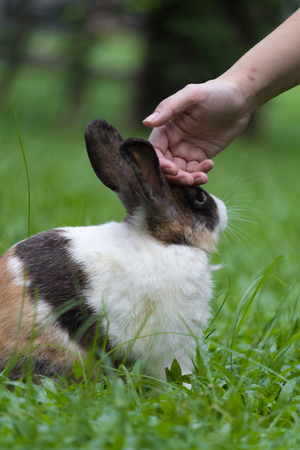 Happy bunny on grassの写真素材