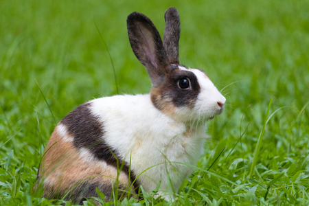 Happy bunny on grassの写真素材