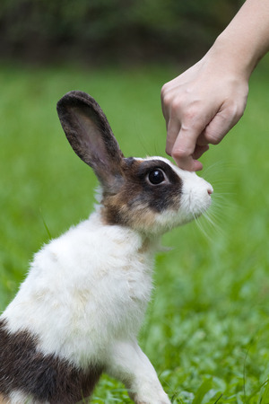 Happy bunny on grassの写真素材