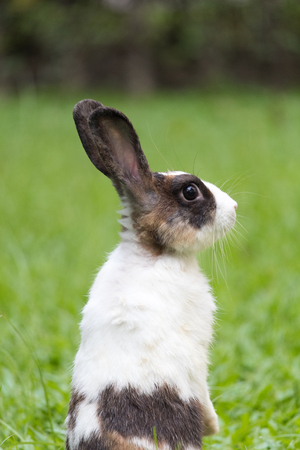 Happy bunny on grassの写真素材
