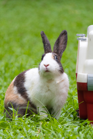 Happy bunny on grassの写真素材