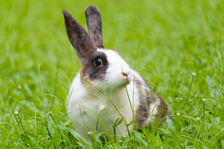 Happy bunny on grassの写真素材