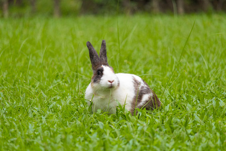 Happy bunny on grassの写真素材