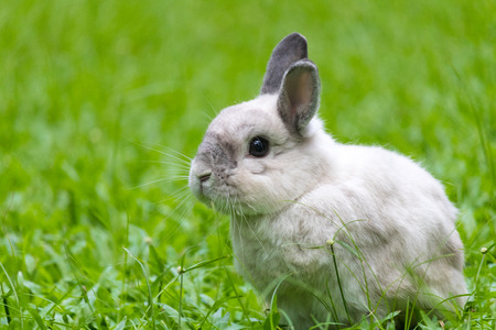 Happy bunny on grassの写真素材