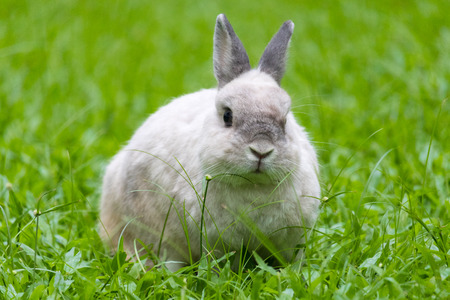 Happy bunny on grassの写真素材