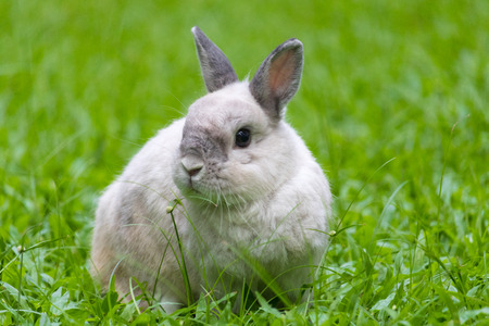 Happy bunny on grassの写真素材