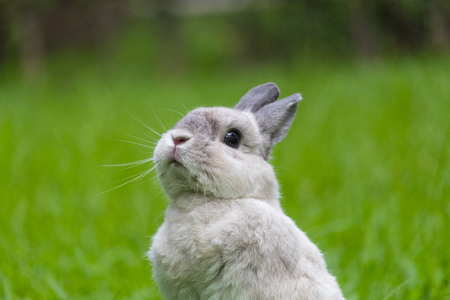 Happy bunny on grassの写真素材