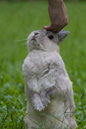 Happy bunny on grassの写真素材