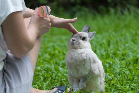 Happy bunny on grassの写真素材