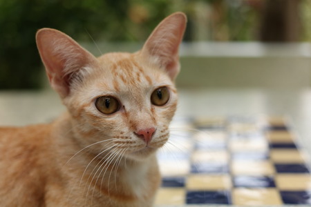 Yellow/Ginger cat relaxing in the parkの写真素材