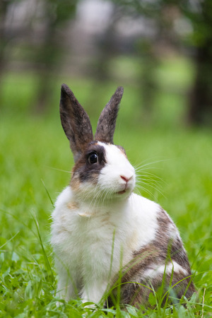 Happy bunny on grassの写真素材