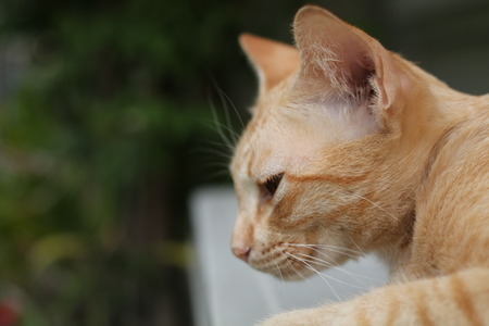Ginger cat relaxing in the parkの写真素材