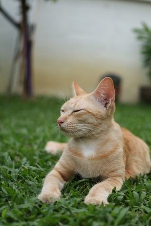 Ginger cat relaxing in the parkの写真素材