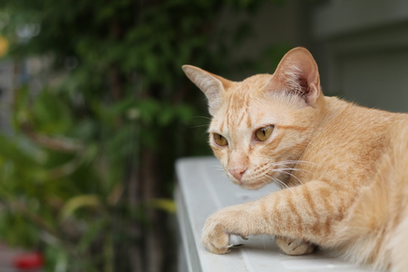 Ginger cat relaxing in the parkの写真素材