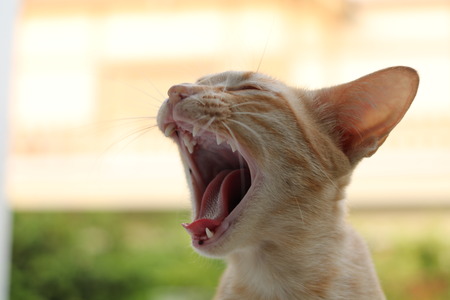Ginger cat relaxing in the parkの写真素材