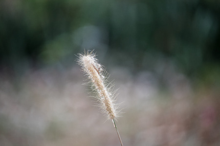 Dried grass flower with blurred backgroundの写真素材
