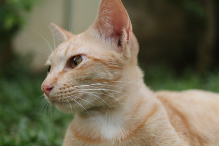 Ginger cat relaxing in the parkの写真素材