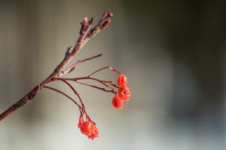 Red snow cherry branch with blurred backgroundの写真素材