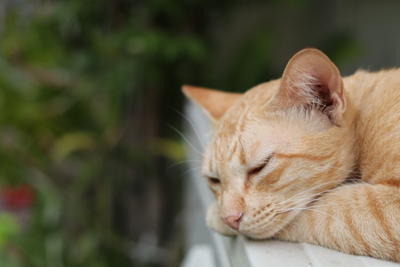 Yellow/Ginger cat relaxing in the parkの写真素材