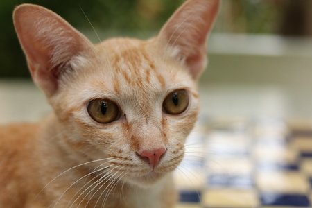 Yellow/Ginger cat relaxing in the parkの写真素材