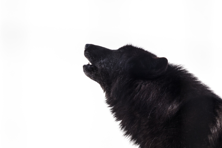 Wolf howling silhouette in isolated white backgroundの写真素材
