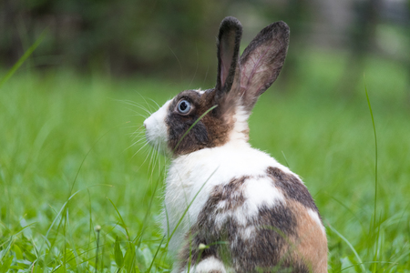 Happy bunny on grassの写真素材